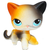 Real pet toys collections standing short hair cat